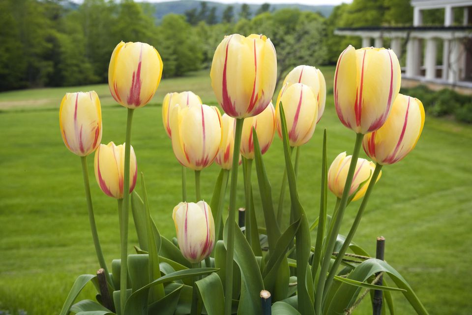 tulipaner - foto