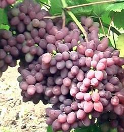 Grapes Ilya the Muromets