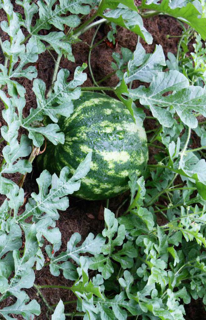 Anbau von Wassermelonen in Sibirien im Freien