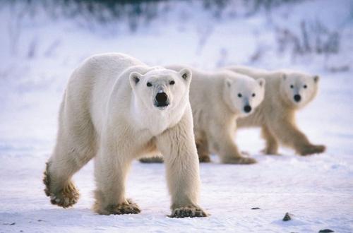 Да мечтаете за полярни мечки