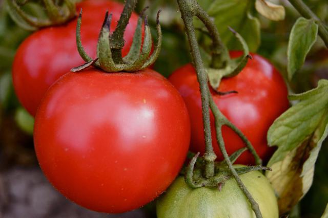 dream green tomatoes