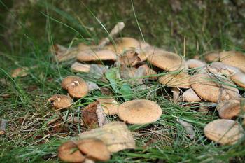Drøm at spise svampe i skoven