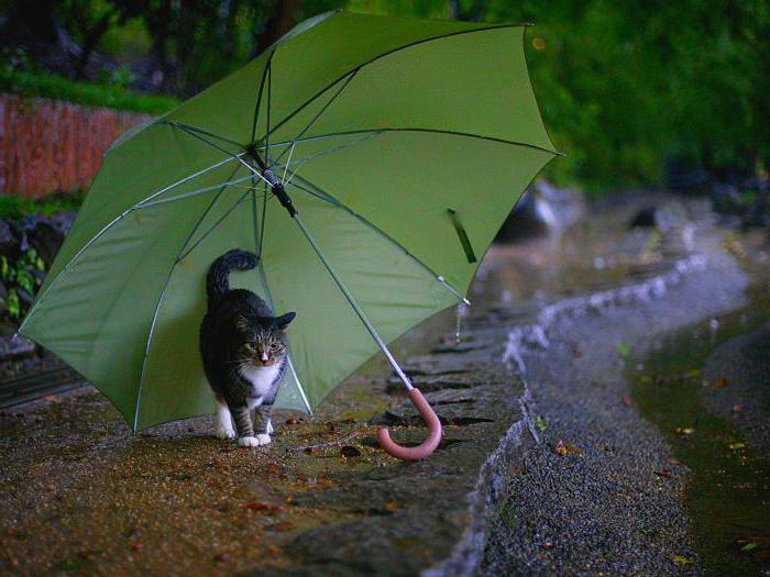 傘の雨の下に行く夢の本