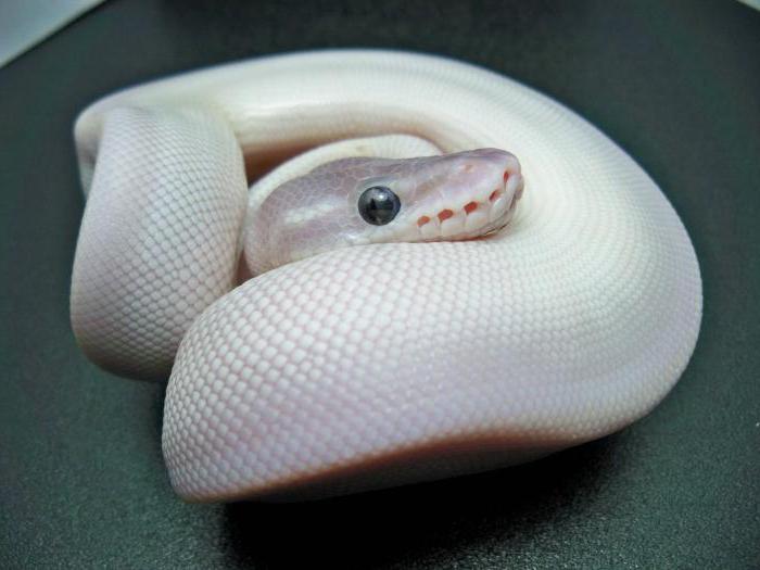 grand serpent blanc rêveur