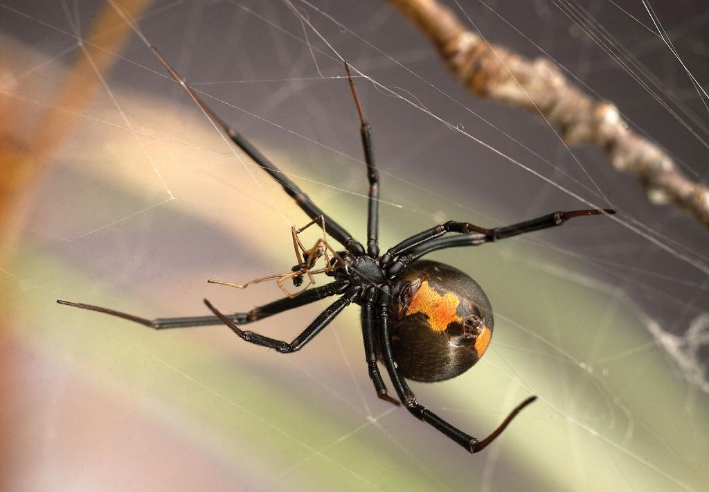 träumte von einer Spinne im Netz