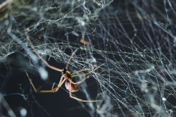 hämähäkki kutoo verkkoa unessa