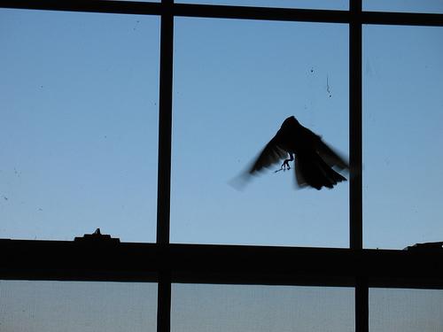 นกบินผ่านหน้าต่าง