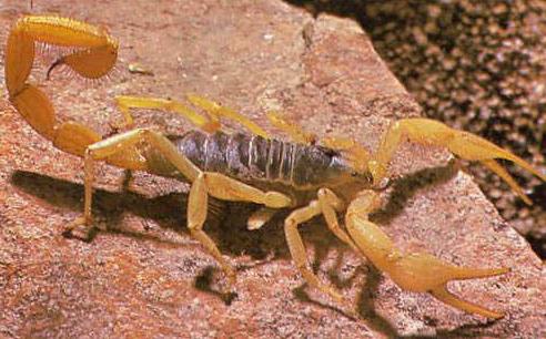 Scorpion carte de vis