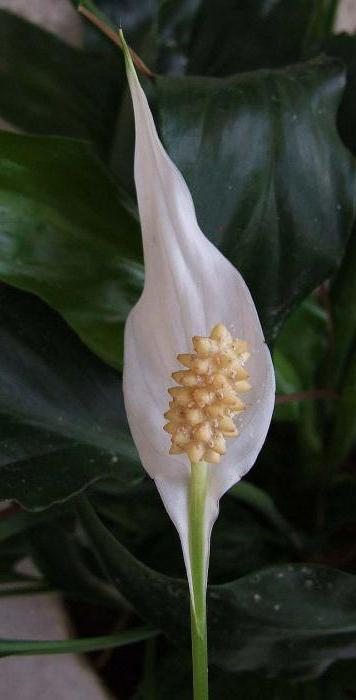 spathiphyllum fotografie znamenia ženského šťastia