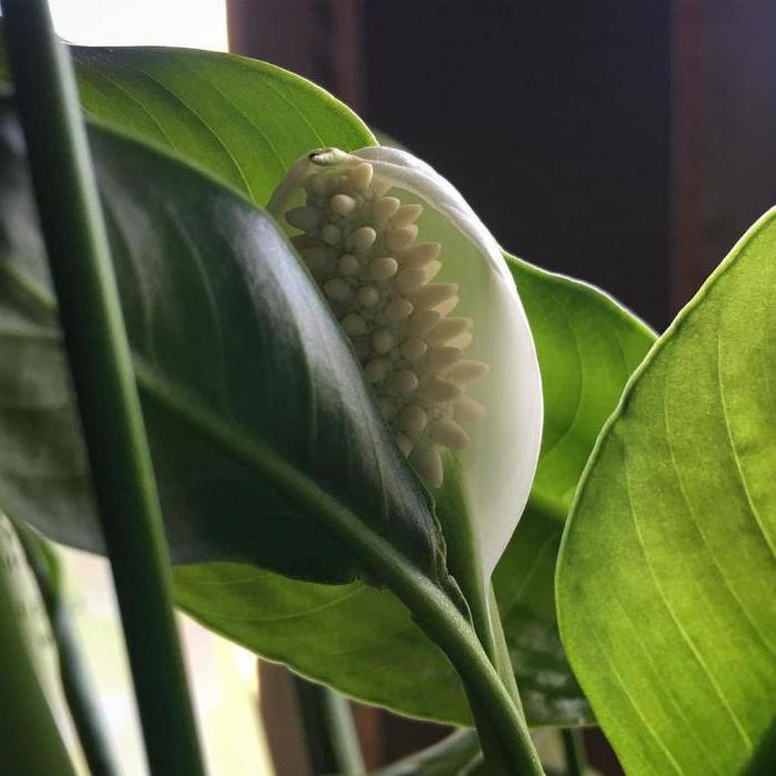 spathiphyllum fotka ženské šťastie znamenia a povery