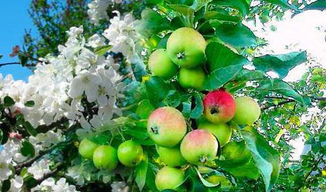 Ağustos ayında çiçek açması elma ağacı