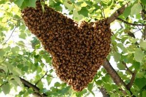 蜂の群れの夢は何ですか