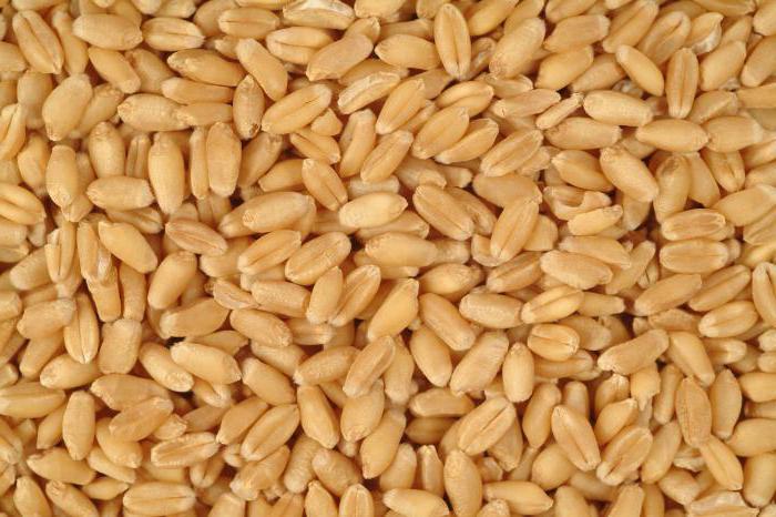 пшеница без дрожди 