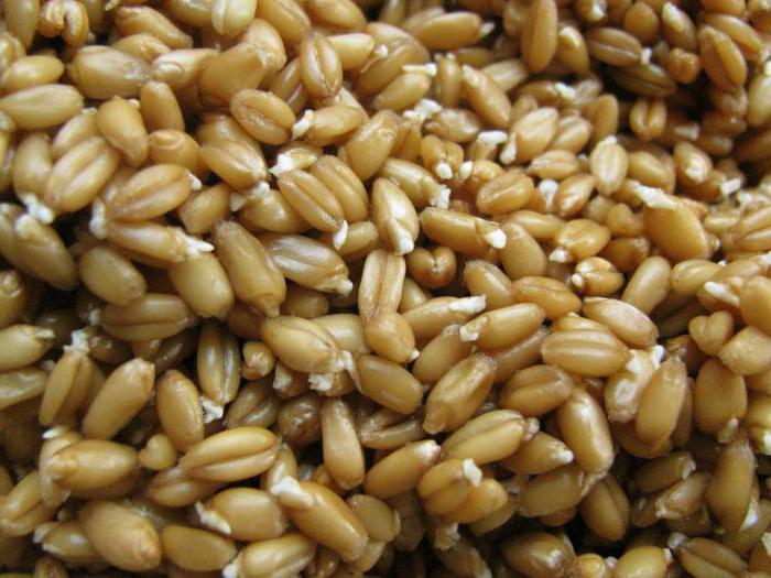 рецепта за пшеница от пшеница 