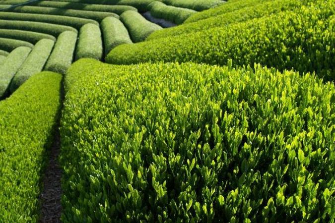 מה תה ירוק שימושי