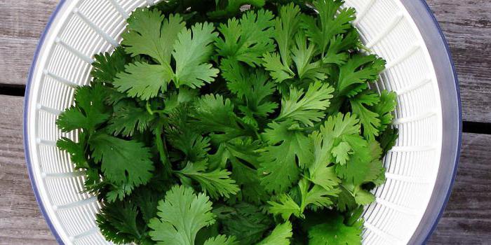 almacenamiento de cilantro para el invierno