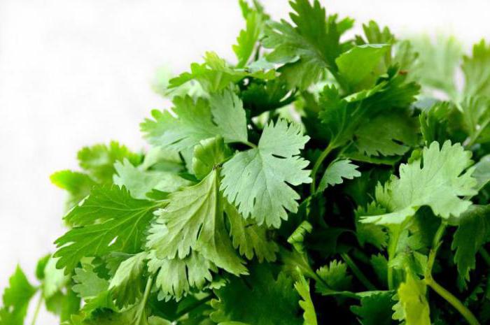 tocho de cilantro para la conservación invernal de la congelación