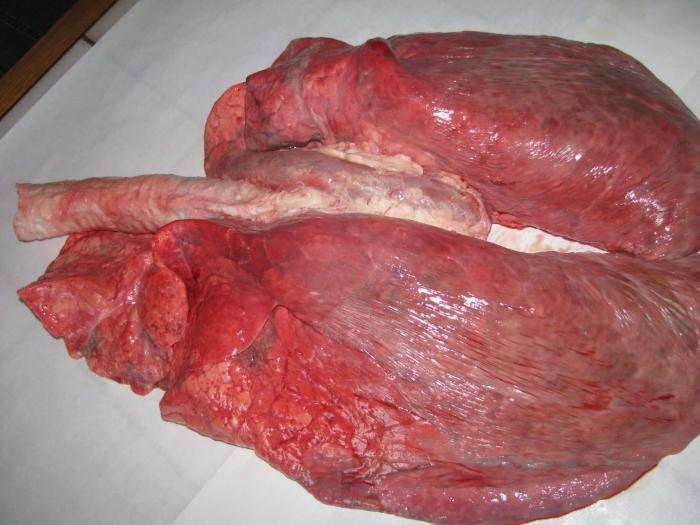 how to cook beef lung