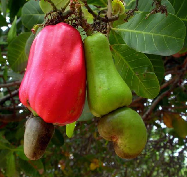 Hur Cashewnötter växer