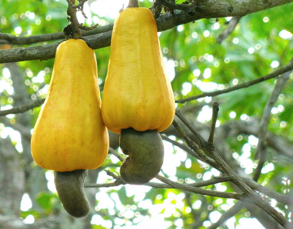 cashew-hedelmät