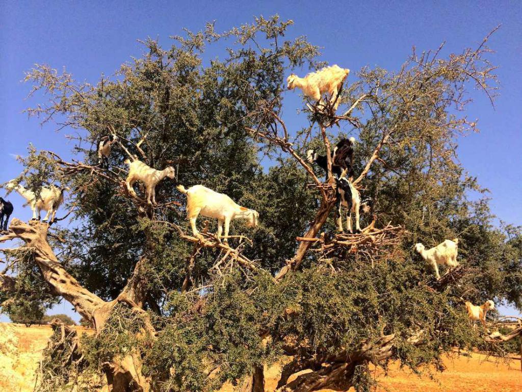 עיזים לאכול את כל טעים ביותר