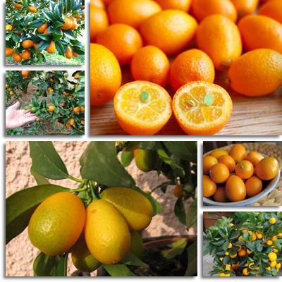 Kumquat Schaden und gut