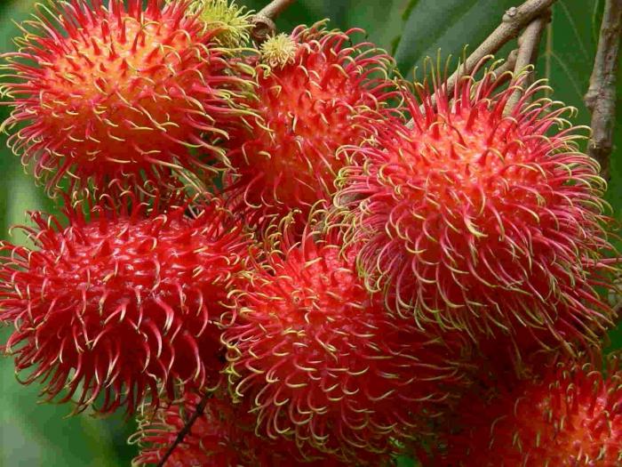 Rambutan Foto