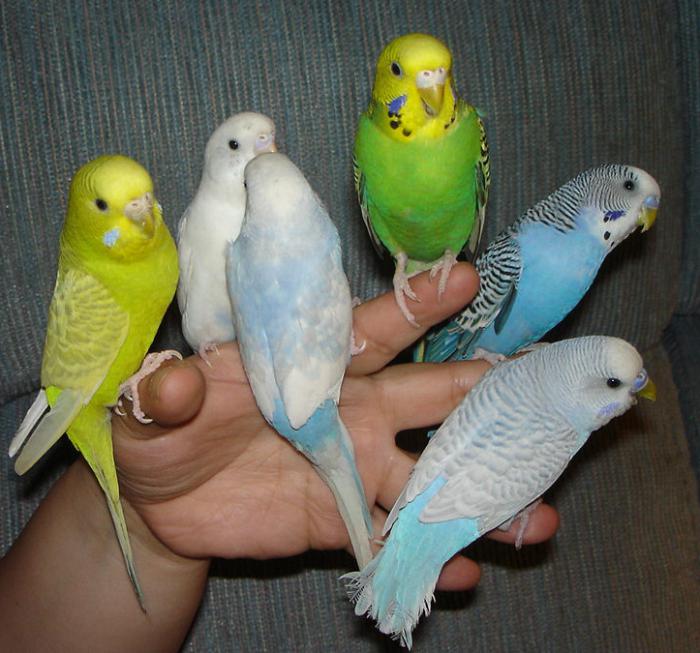 Как да изберем вълнообразен папагал