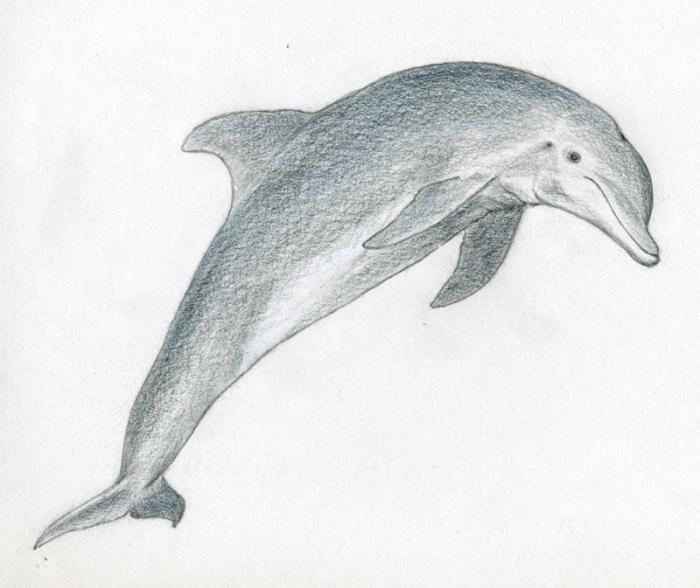 learn how to draw a dolphin