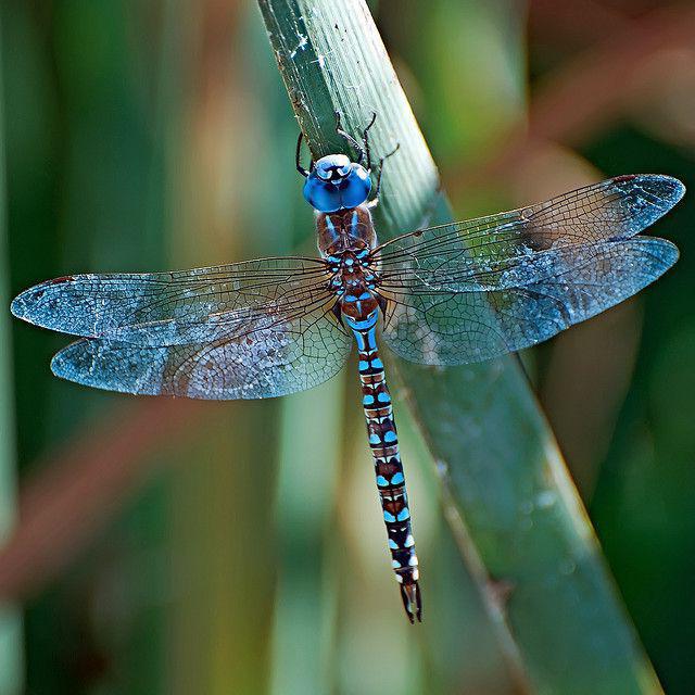 Prishvin blue dragonfly read the abstract