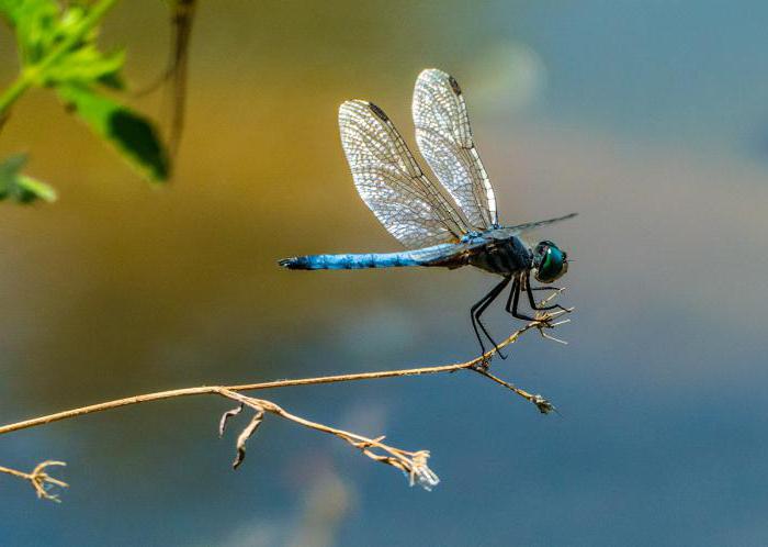 Michael Prishvin blue dragonfly a brief summary