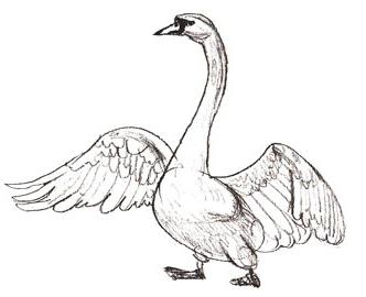 comment dessiner un cygne avec un crayon