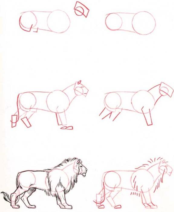 how to draw a lion in stages