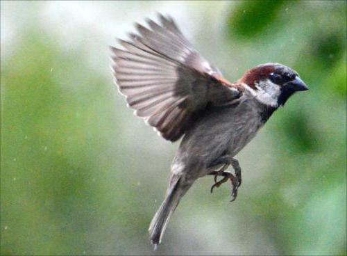 turgenev sparrow summary