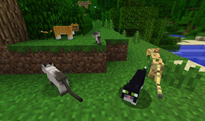 วิธีการเชื่อง ocelot ใน minecraft