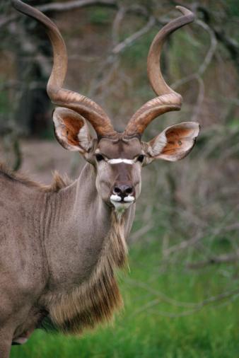 Kind of antelope