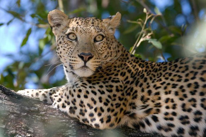 foto leopardo africano 