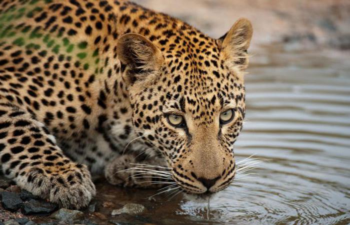 personagem leopardo africano 