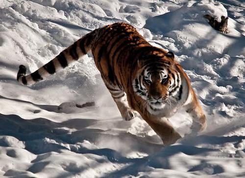 Amur tigris: érdekes tények. Vörös könyv