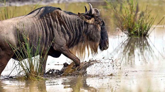 הגדרת Wildebeest למה זה אומר