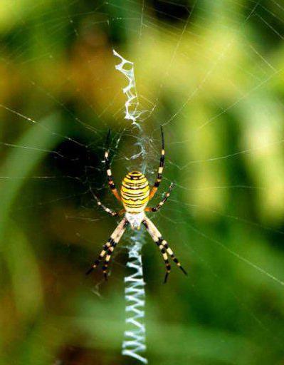 Argiope Brunniha