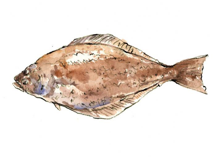 سمك الهلبوت الأسماك الآسيوية