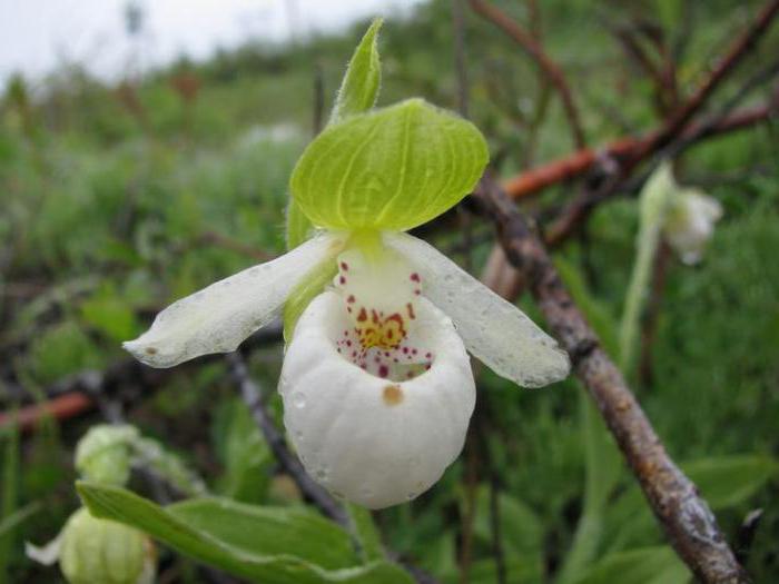 hjemmesko storblomstret rød bog