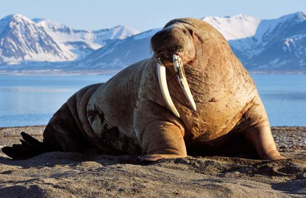 waar zijn walrus slagtanden voor