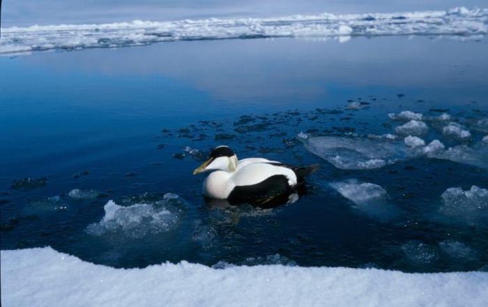 バレンツ海の生物資源