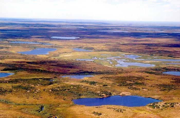 Bolshezemelskaya tundra