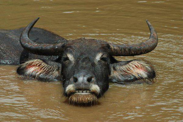 What is the name of a water buffalo