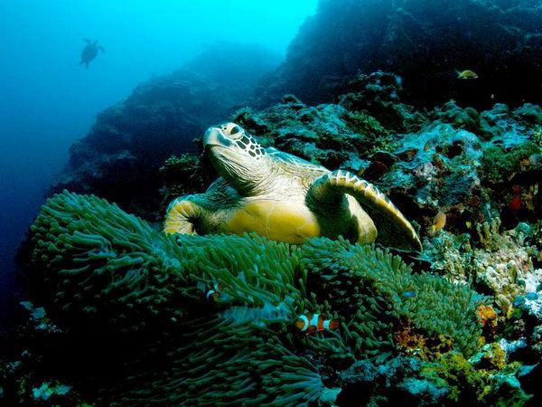 zaļš jūras bruņurupucis