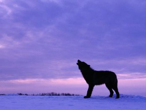 Kanadyjski czarny wilk