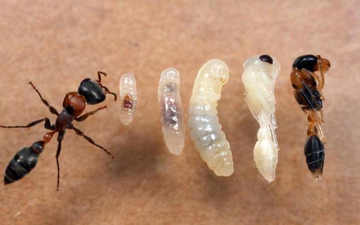 αναπτυξιακά στάδια μυρμηγκιών 